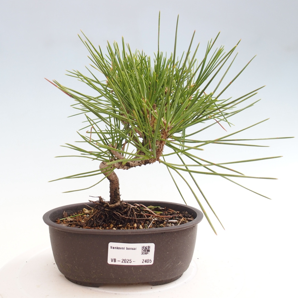 Outdoor bonsai - Pinus thunbergii - Thunbergia pine
