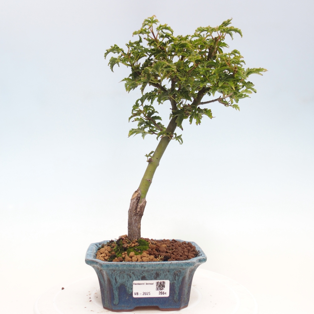 Outdoor bonsai - Acer palmatum Shishigashira maple