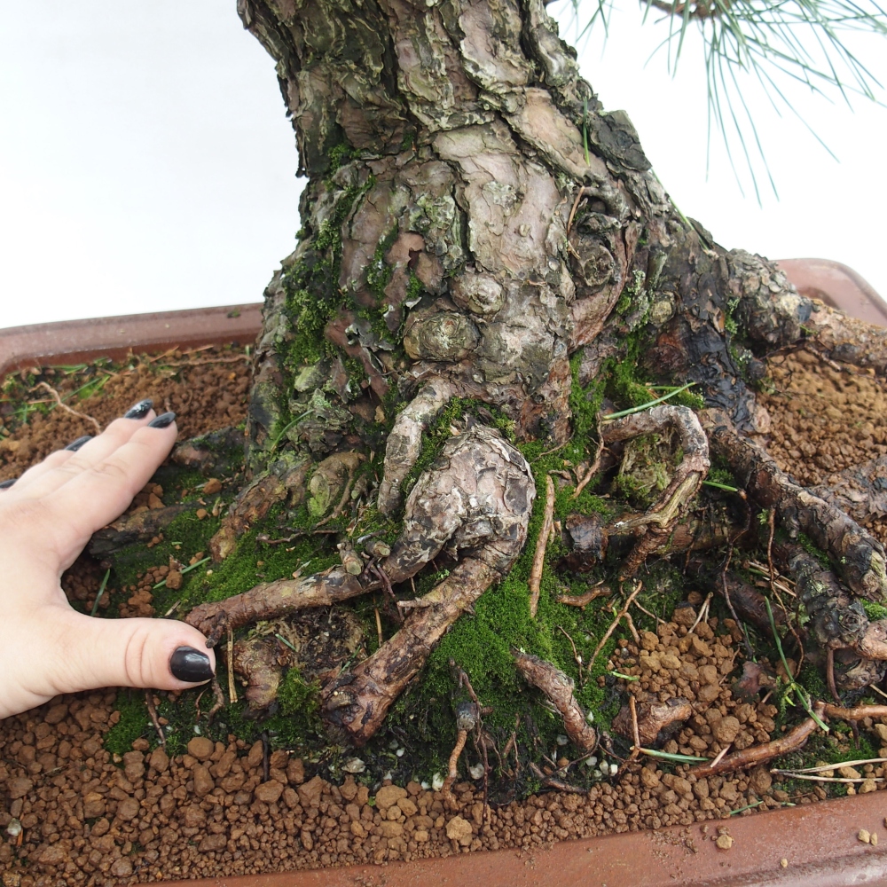 Outdoor bonsai - Pinus thunbergii - Thunberg pine