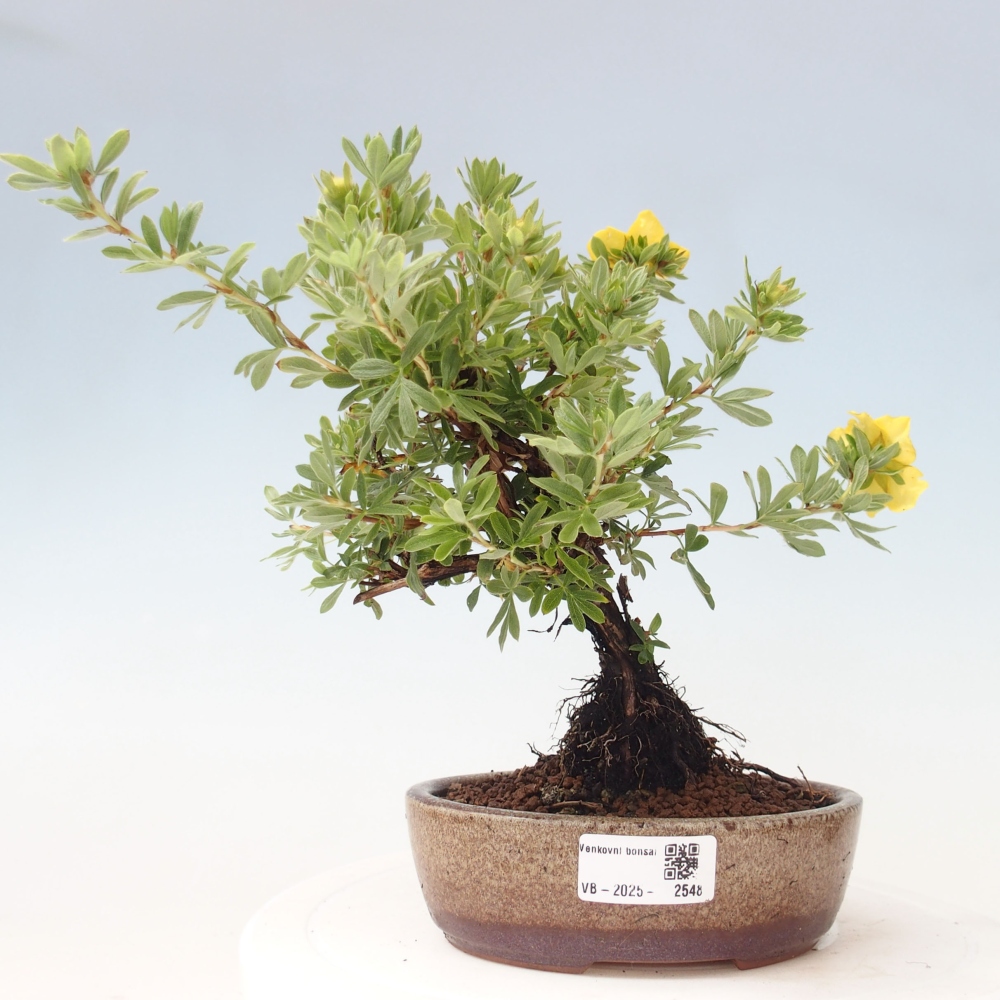 Outdoor bonsai-Cinquefoil - Potentila fruticosa yellow Bird