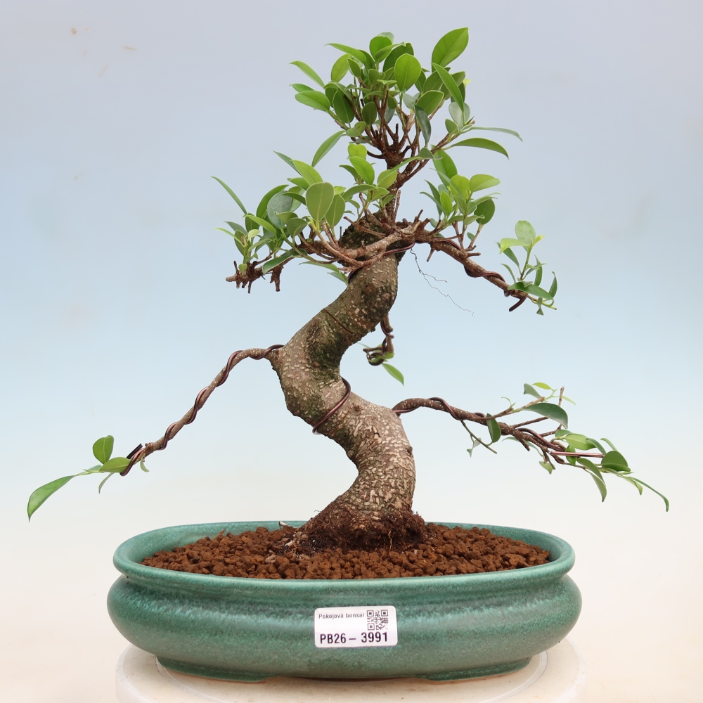 Room bonsai - Ficus kimmen - small-leaved ficus
