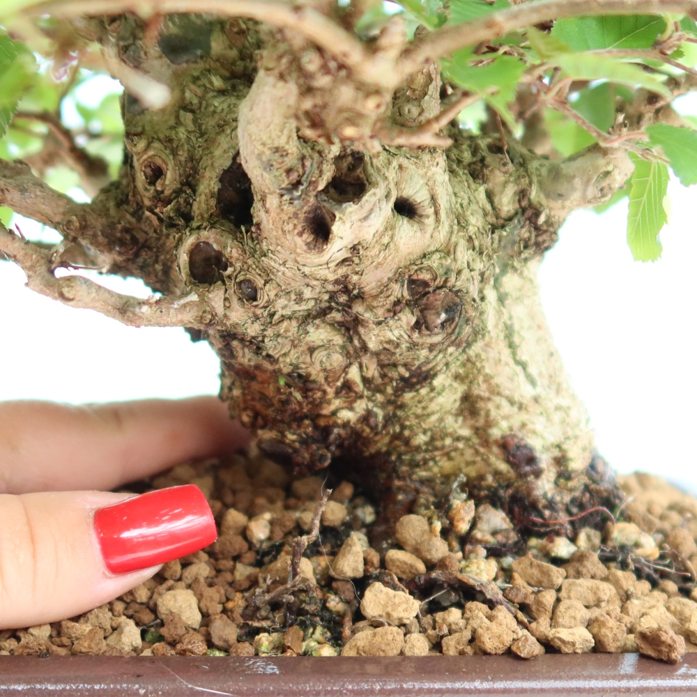 Outdoor bonsai -Carpinus coreana - Korean Hornbeam