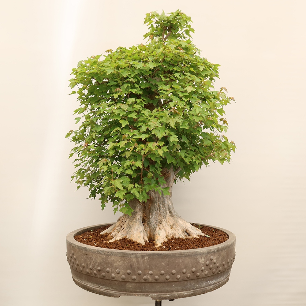 Outdoor bonsai - Maple Burger - Acer Burgerianum