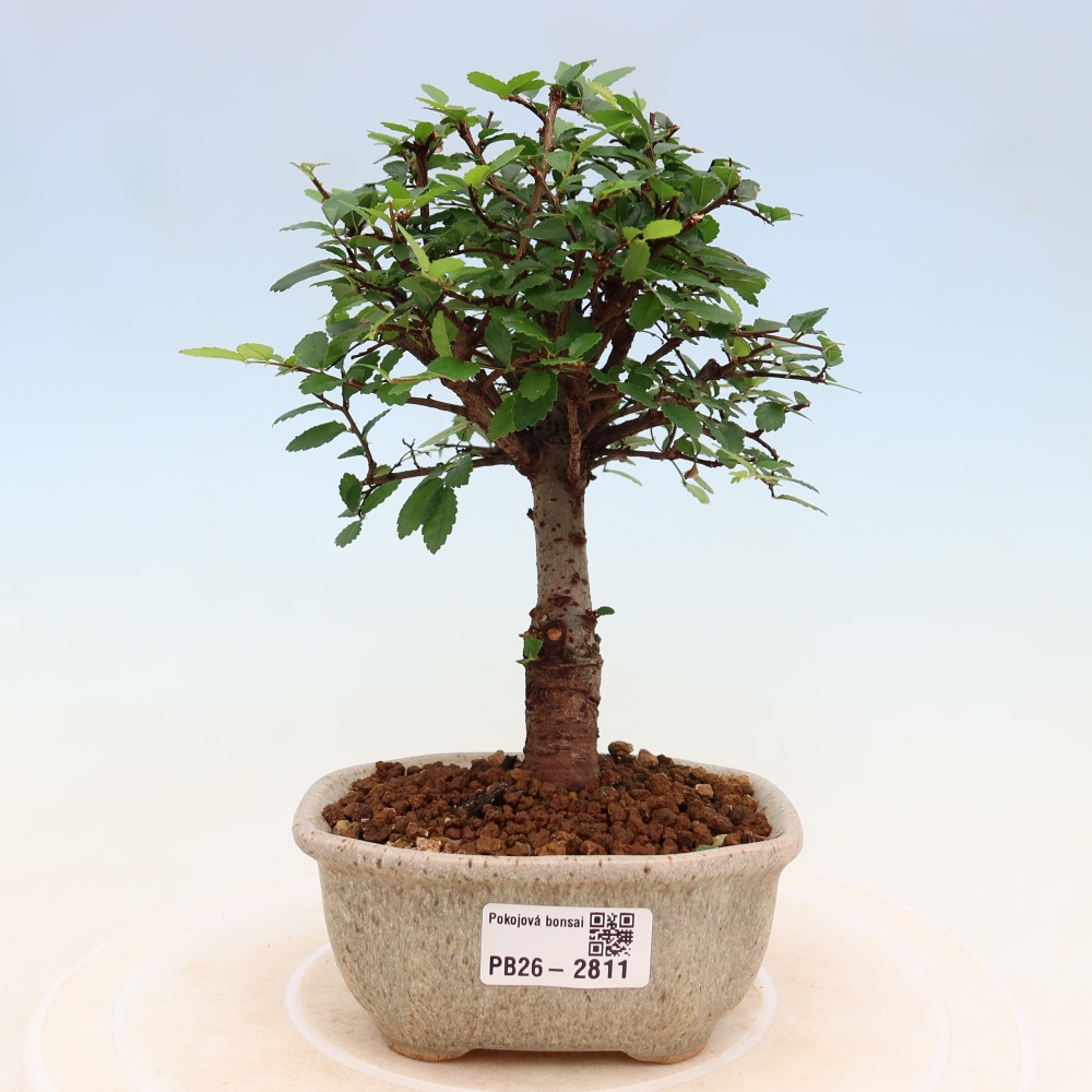 Room bonsai - Ulmus parvifolia - Small-leaved elm