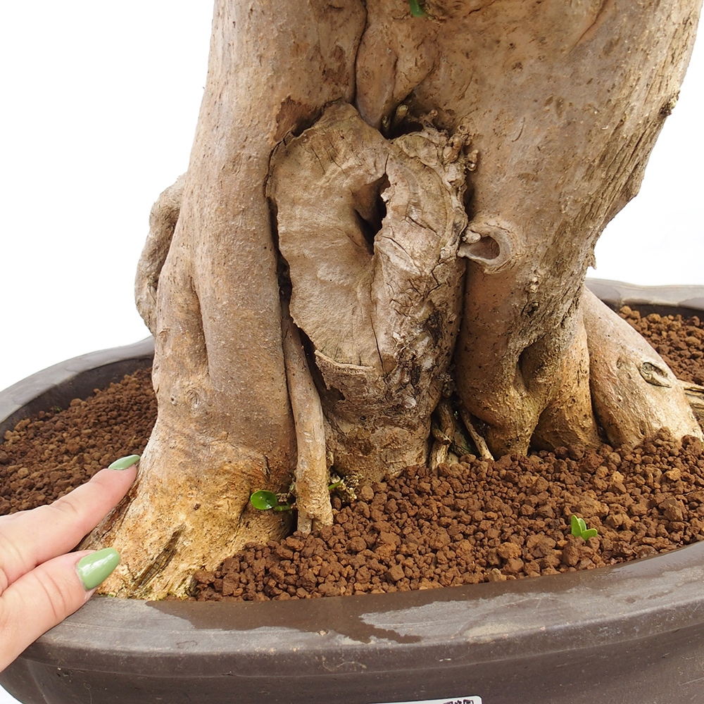 Indoor bonsai - Premna serratifolia - Kozlovon small-leaved