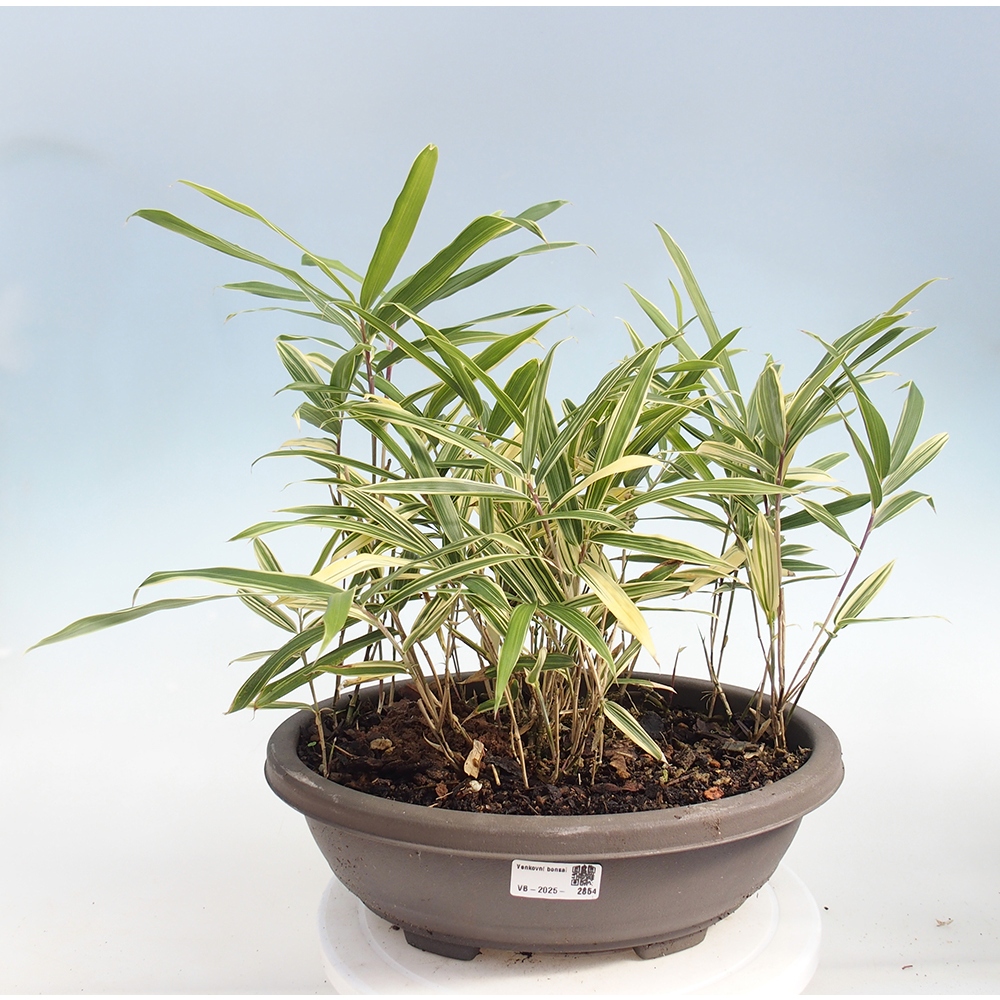 Outdoor bonsai - Sasaella masamuneana Albostriata - Bamboo