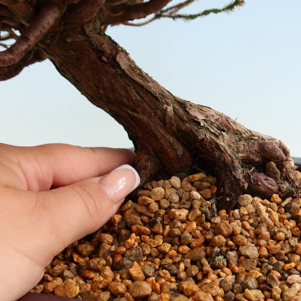 Outdoor Bonsai - Cryptomeria - Cryptomeria