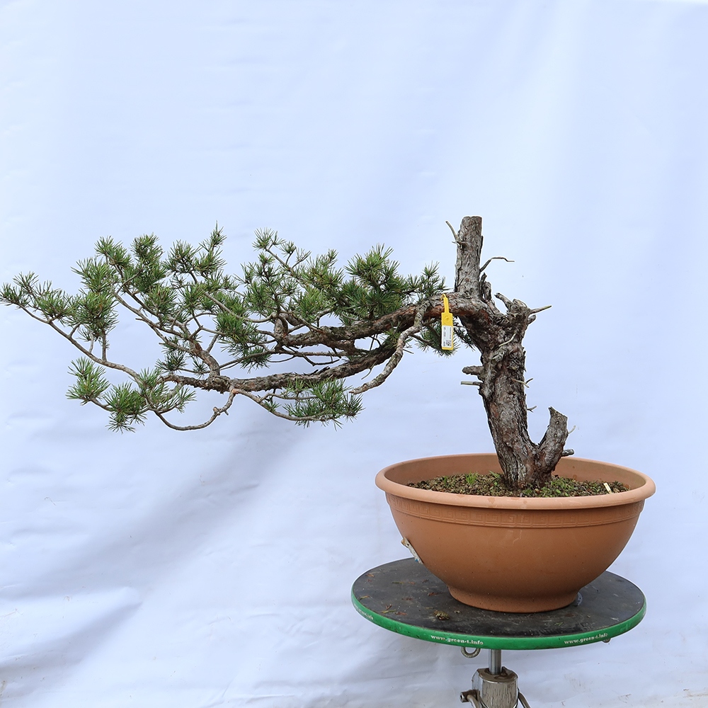 Pinus sylvestris Spain - Scots pine