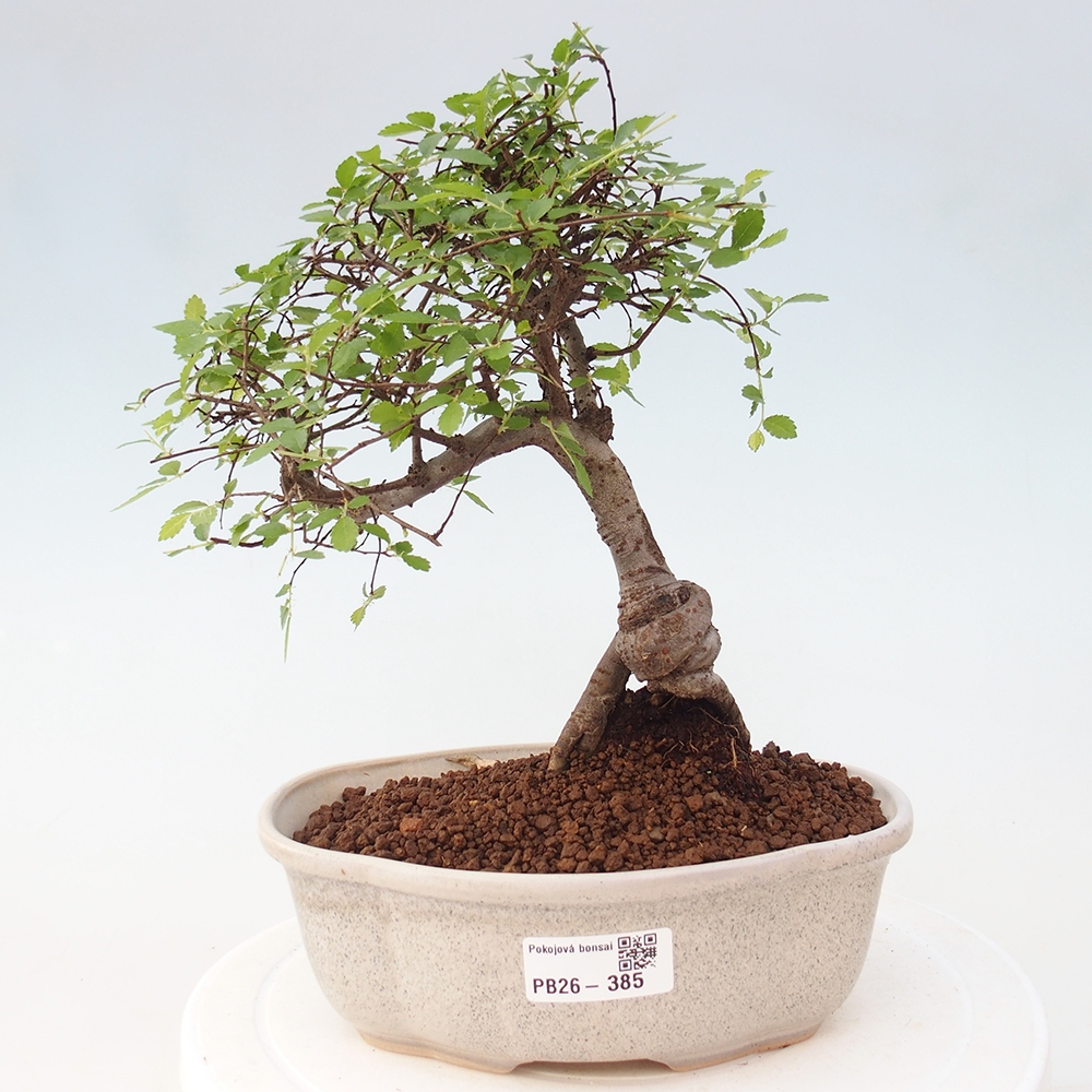 Room bonsai - Ulmus parvifolia - Small-leaved elm