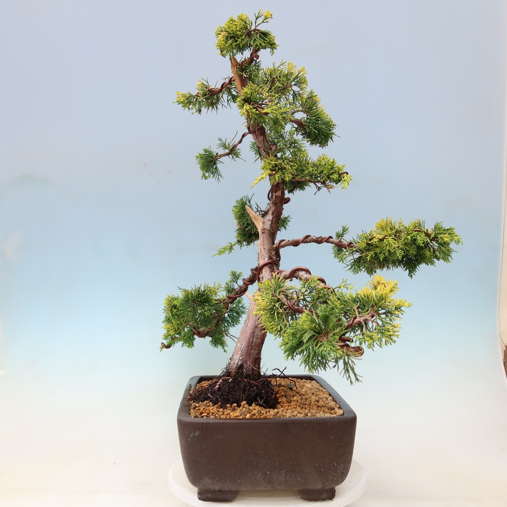 Outdoor Bonsai - Juniperus chinensis 'aurea' - Golden Chinese Juniper