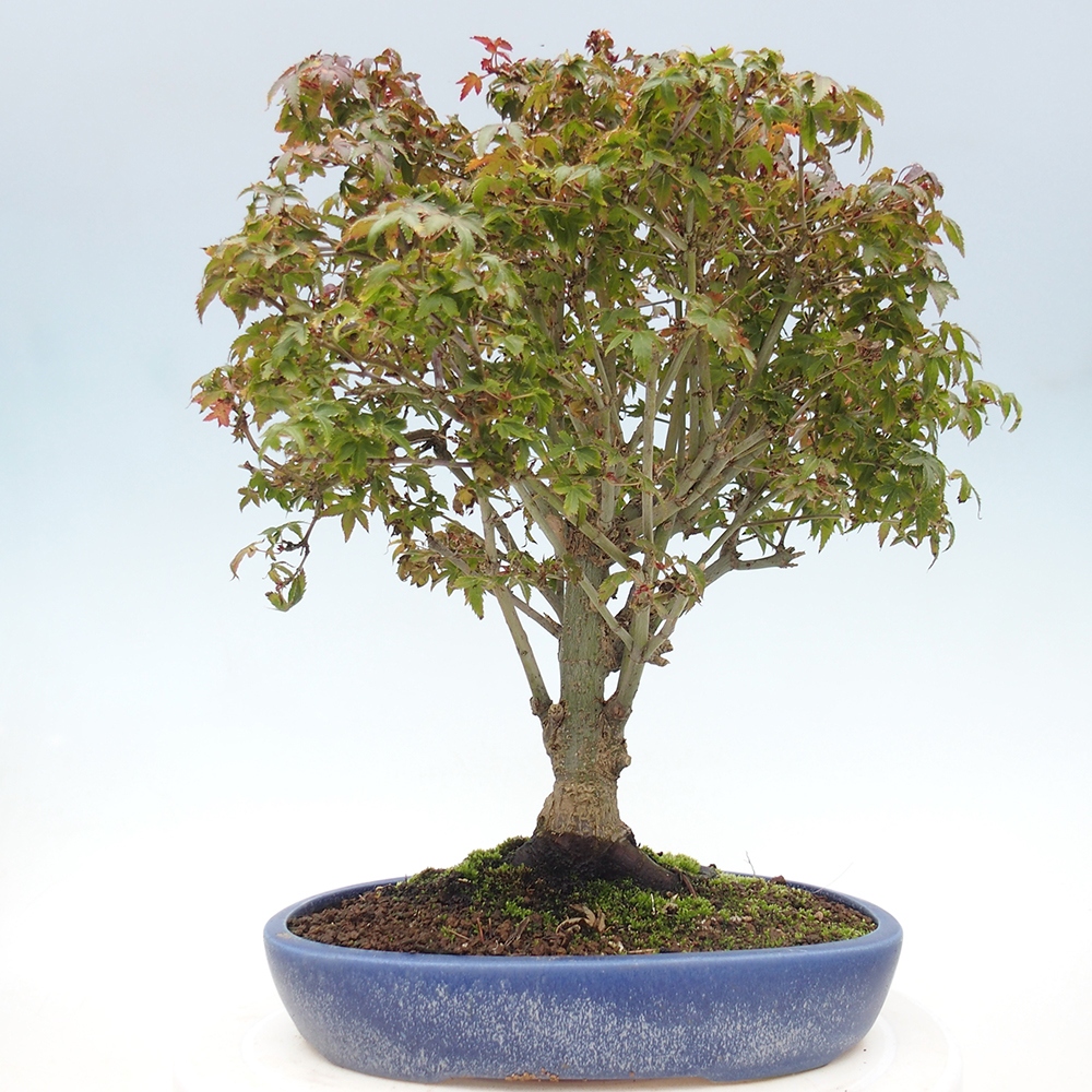 Acer palmatum KIOHIME - Palmetto maple