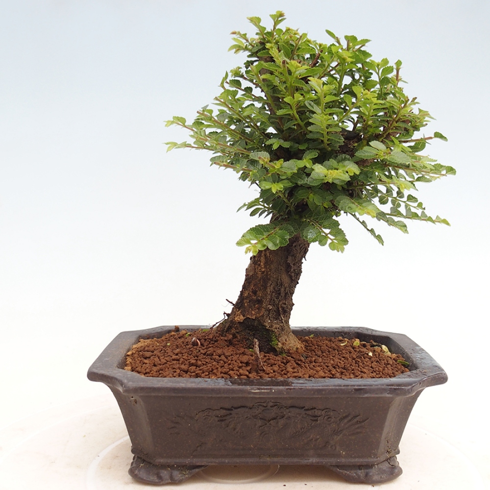 Outdoor bonsai - Ulmus parvifolia Hokkaido - Chinese elm