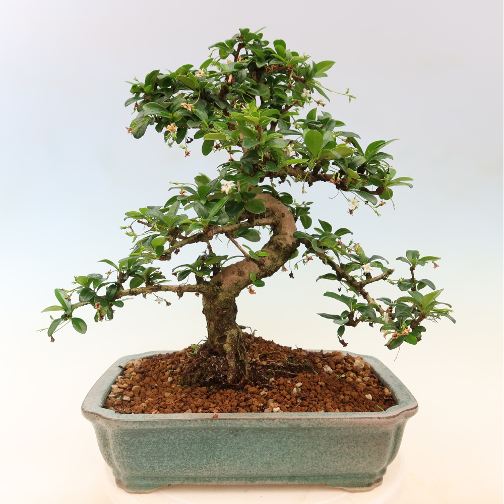 Room bonsai - Carmona macrophylla - Tea fuki