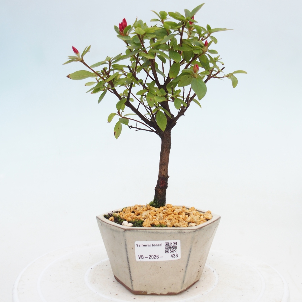 Outdoor bonsai - Japanese azalea - Azalea sp.