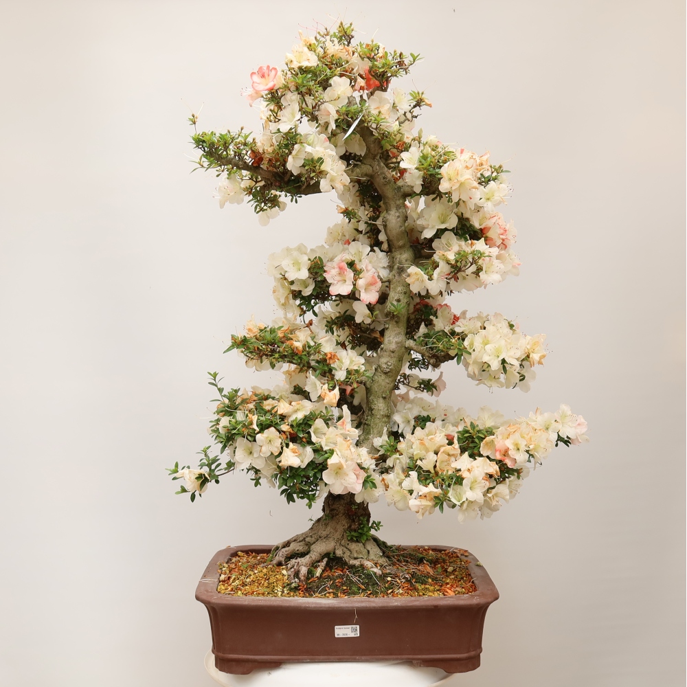 Outdoor bonsai - Japanese Azalea - Azalea Tochizumi