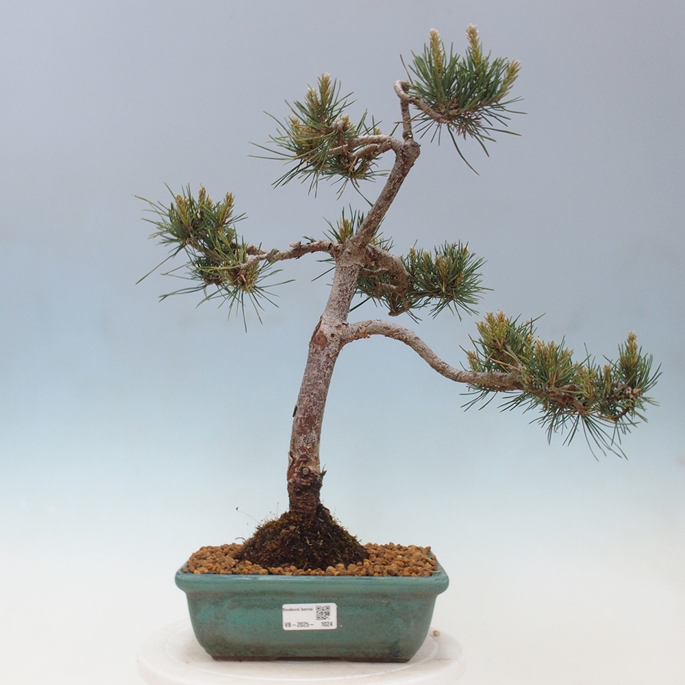 Outdoor bonsai - Pinus Sylvestris - Scots pine