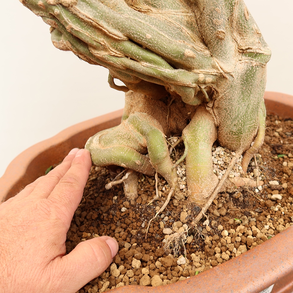 Outdoor bonsai - Maple Burger - Acer Burgerianum