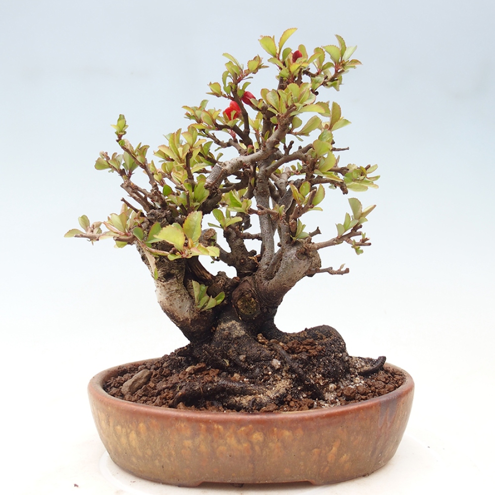 Outdoor bonsai - Chaneomeles speciosa - Quince