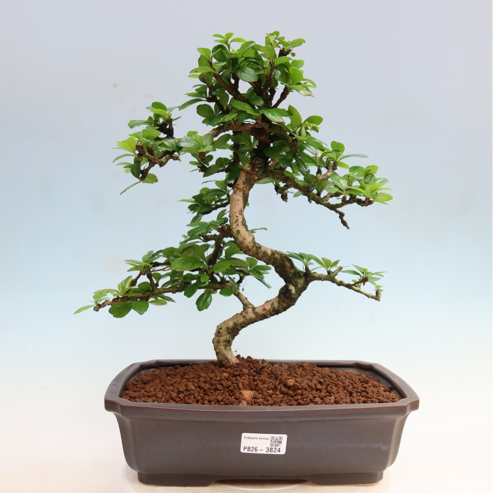 Room bonsai - Carmona macrophylla - Tea fuki