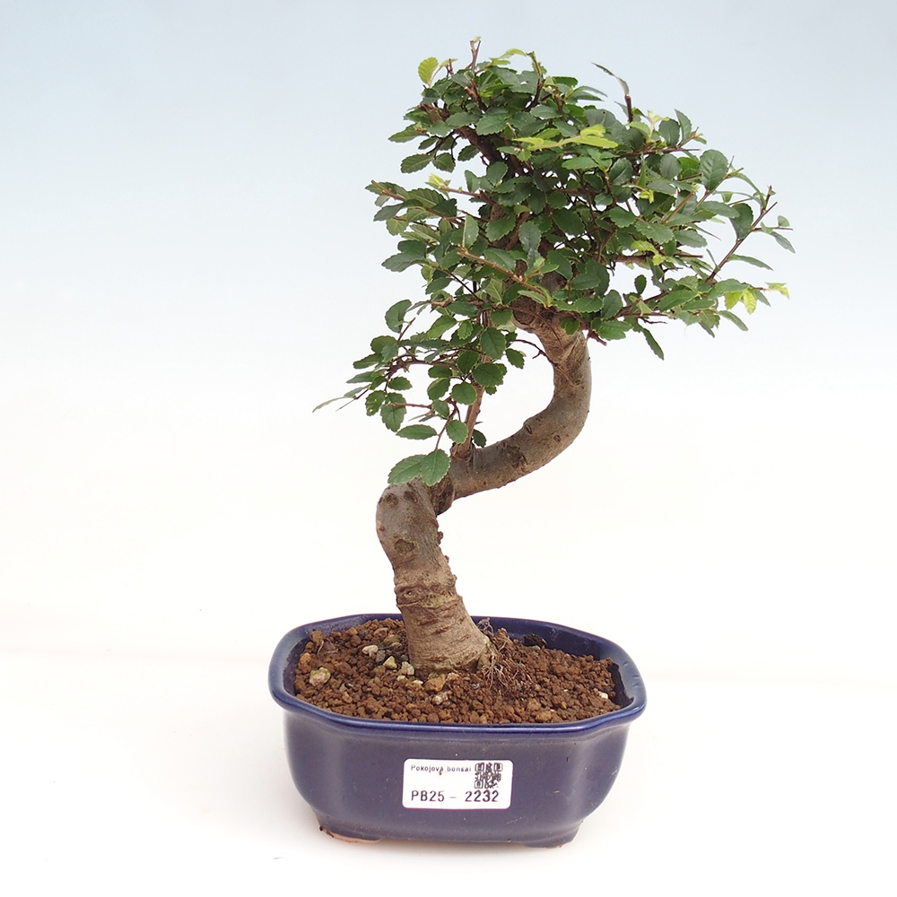 Room Malolistý elm bonsai