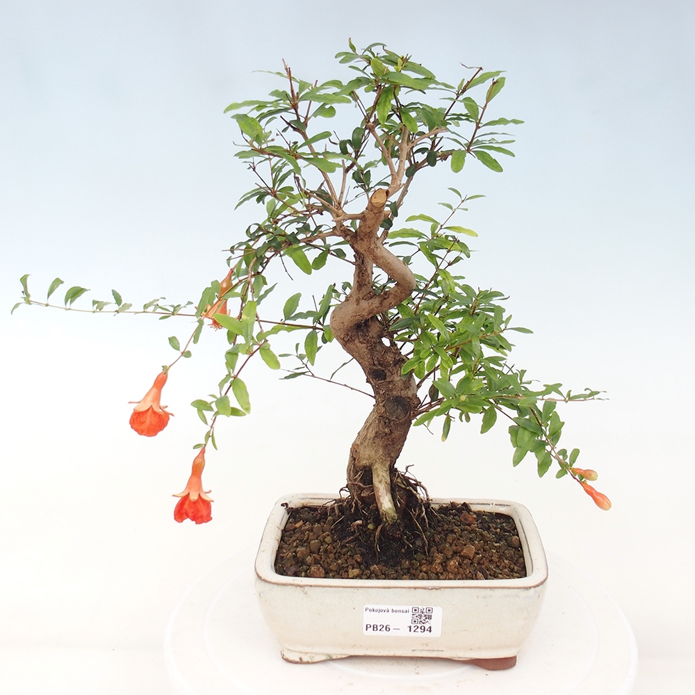 Room bonsai-PUNICA granatum nana-Granate apple