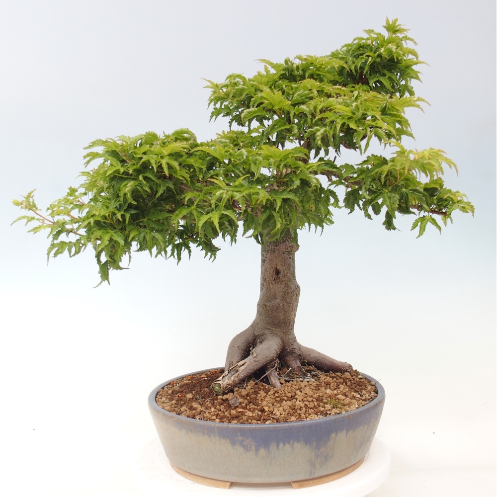 Outdoor bonsai -Javor palm Acer palmatum Shishigashira