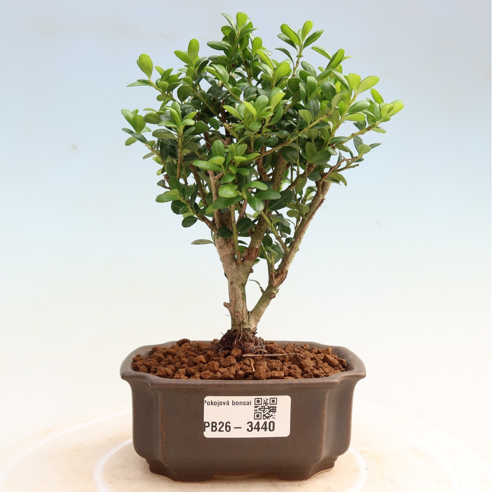 Room bonsai - Ilex crenata - Holly