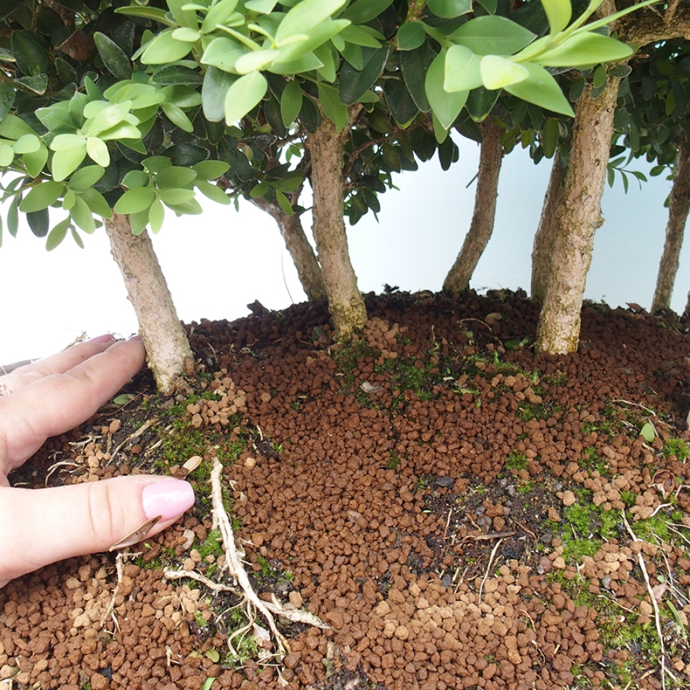 Outdoor bonsai - Buxus sempervirens - boxwood