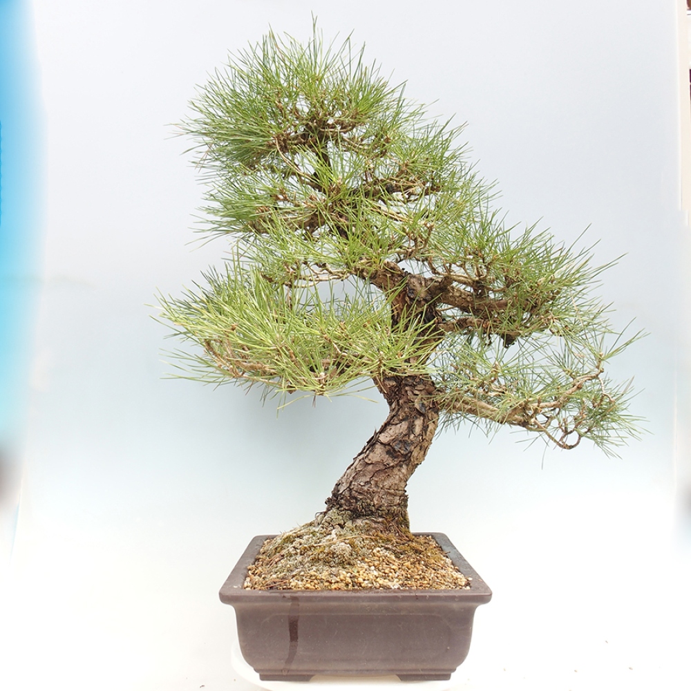 Outdoor bonsai - Pinus thunbergii - Thunberg pine