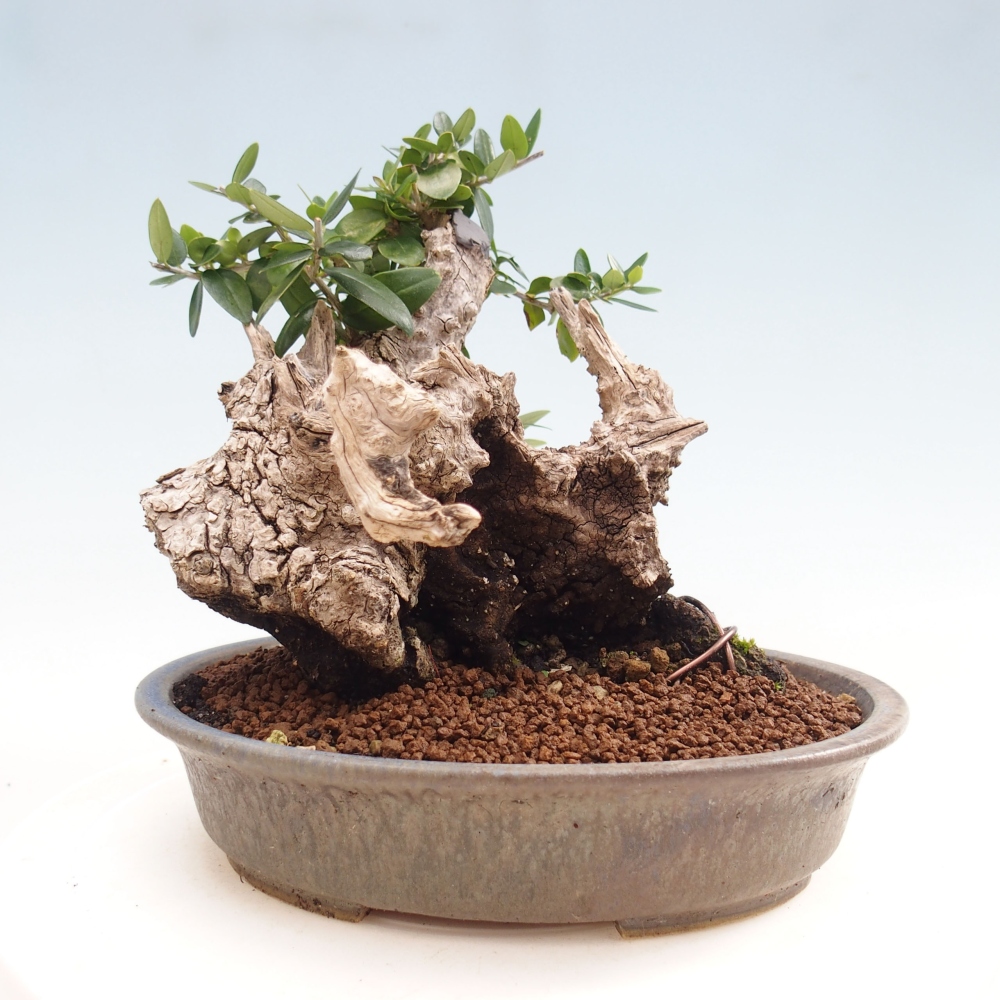 Indoor bonsai - Olea europaea sylvestris - European small-leaved olive oil