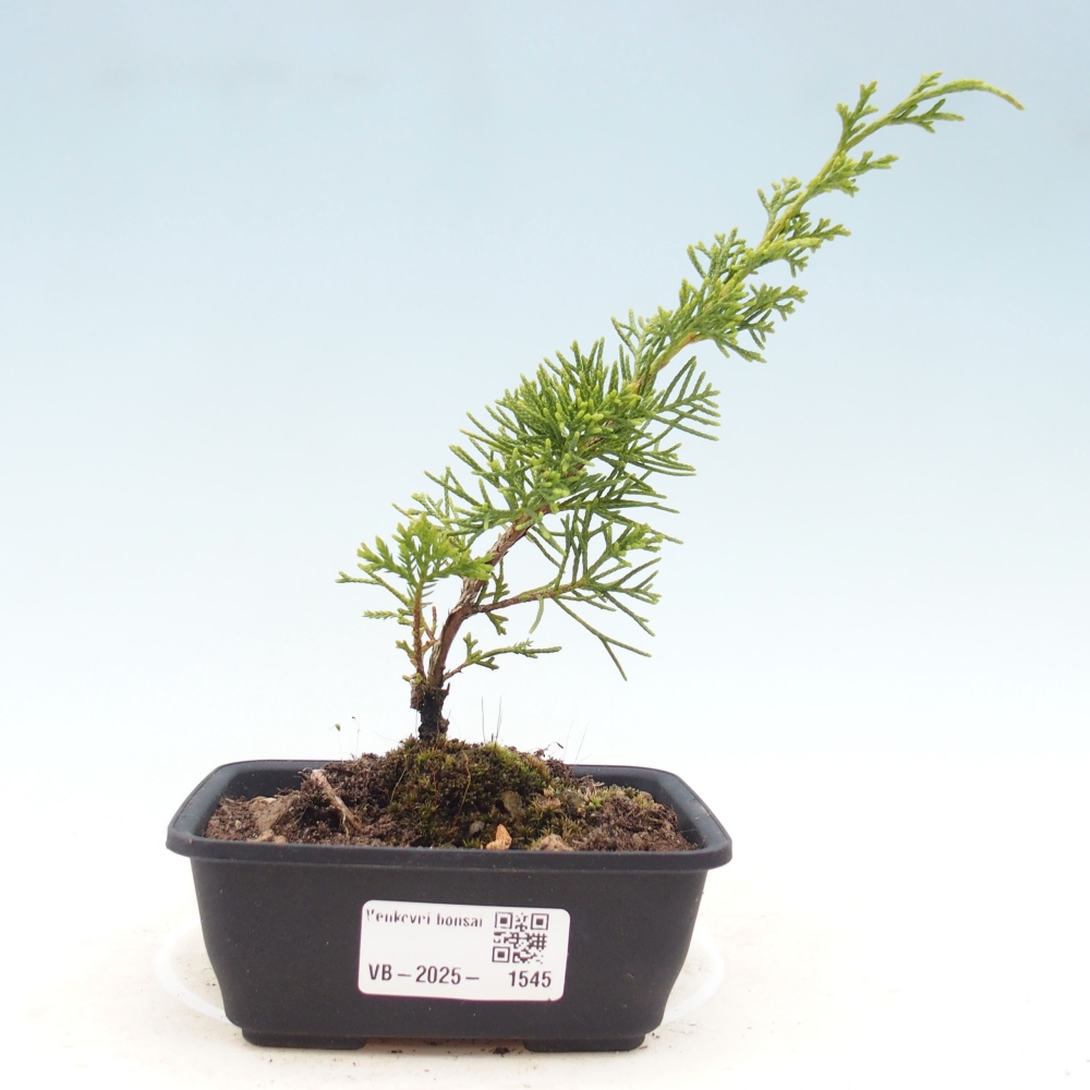 Outdoor bonsai - Juniperus chinensis Itoigawa - Chinese juniper