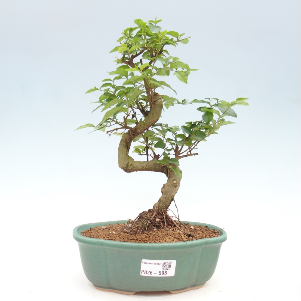 Room bonsai -Ligustrum chinensis - Birds Beak