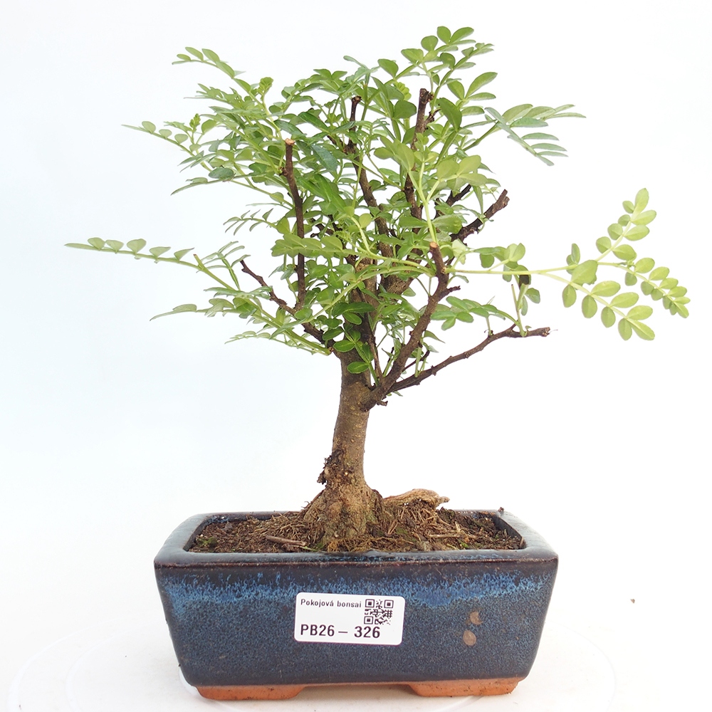 Room bonsai - Zantoxylum piperitum - pepper tree