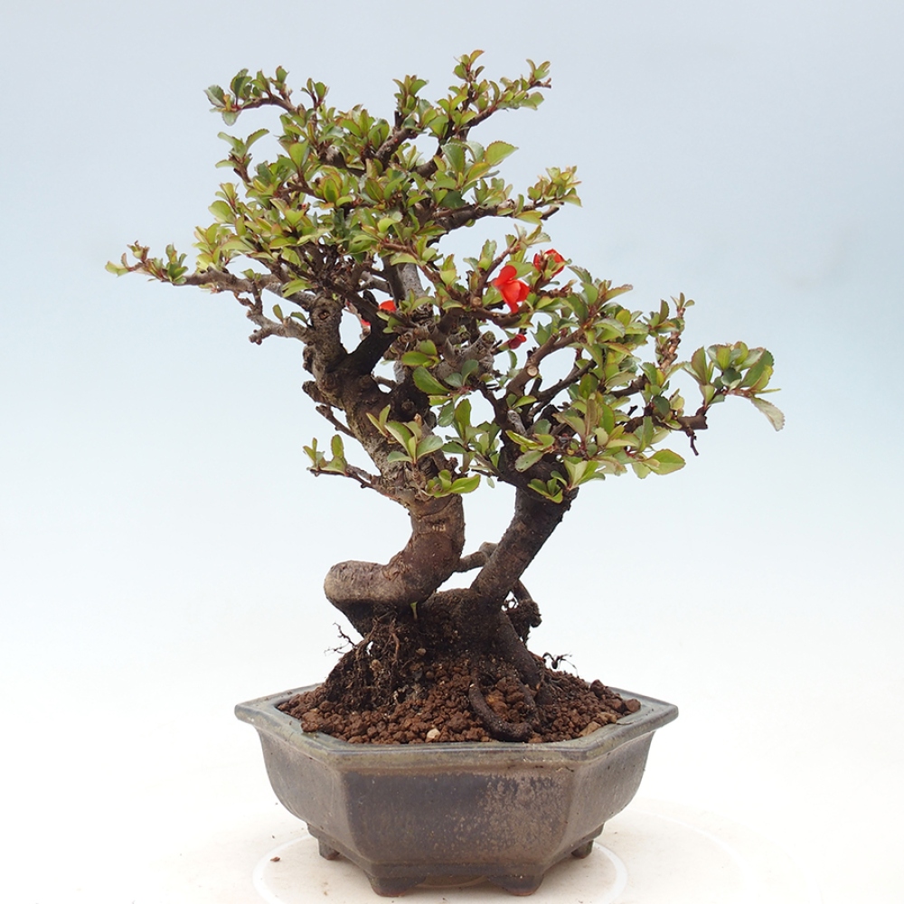 Outdoor bonsai - Chaneomeles speciosa - Quince