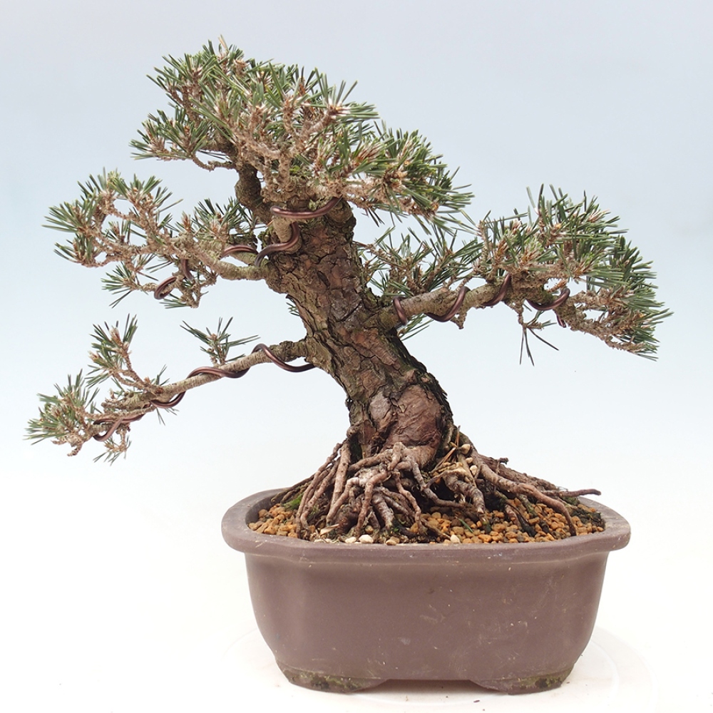 Outdoor bonsai - Pinus thunbergii Kotobuki - Thunberg pine