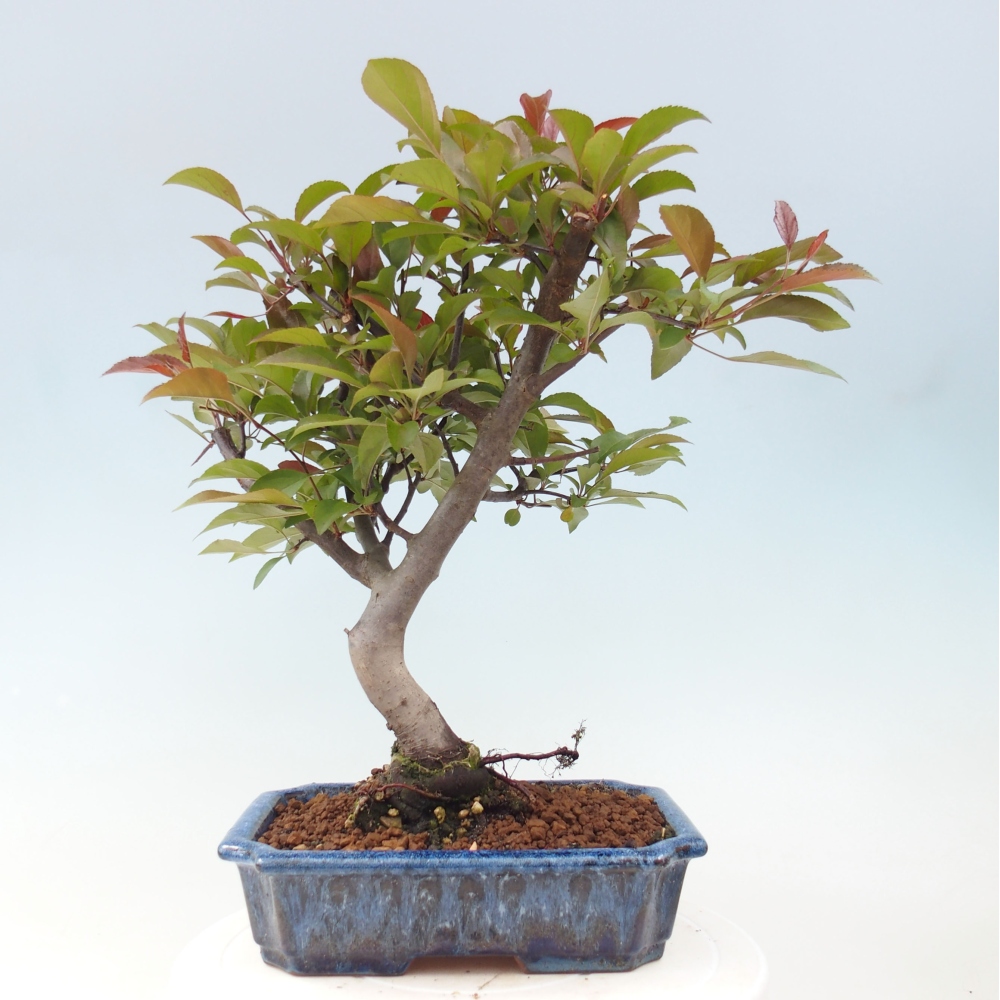 Outdoor bonsai - Malus domestica - Small-fruited red-leaved apple tree