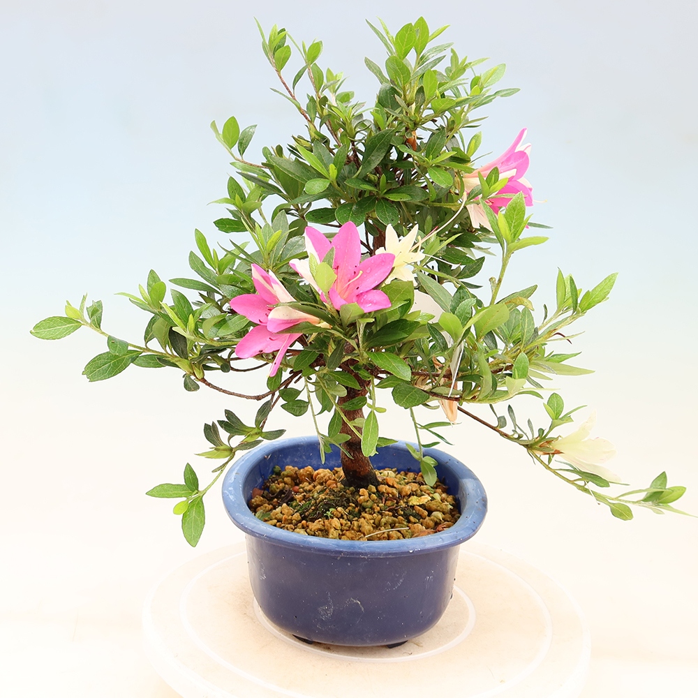 Outdoor bonsai - Japanese Azalea - Azalea Hand