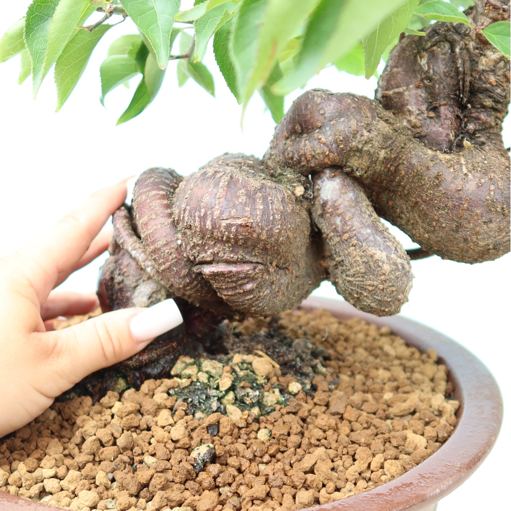 Outdoor Bonsai - Japanese Apricot - Prunus Mume