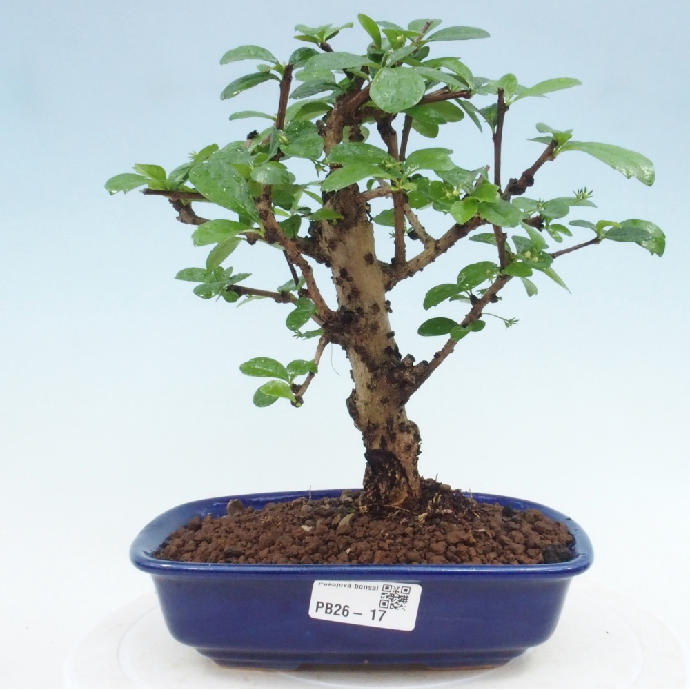 Room bonsai - Carmona macrophylla - Tea fuki