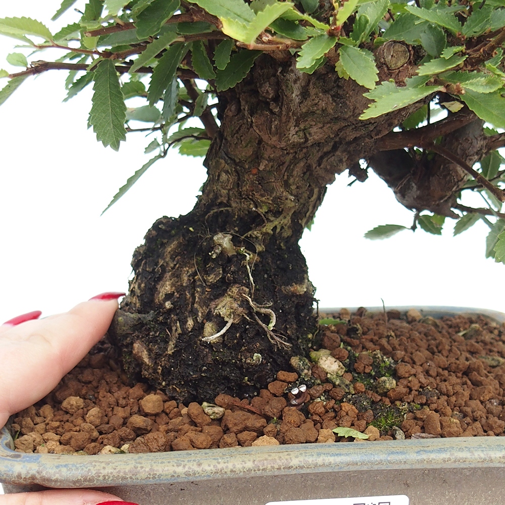 Outdoor bonsai - Zelkova - Zelkova NIRE