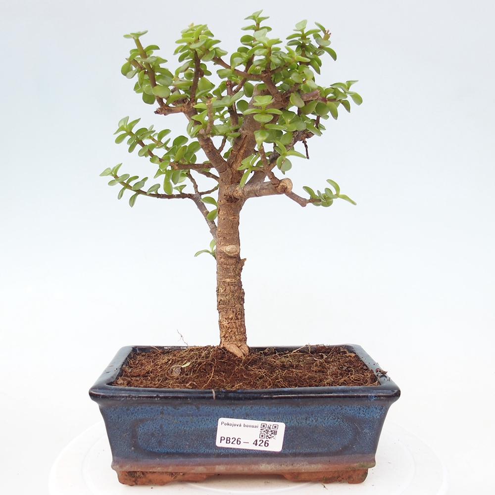 Room bonsai - Portulakaria Afra - Tlustice