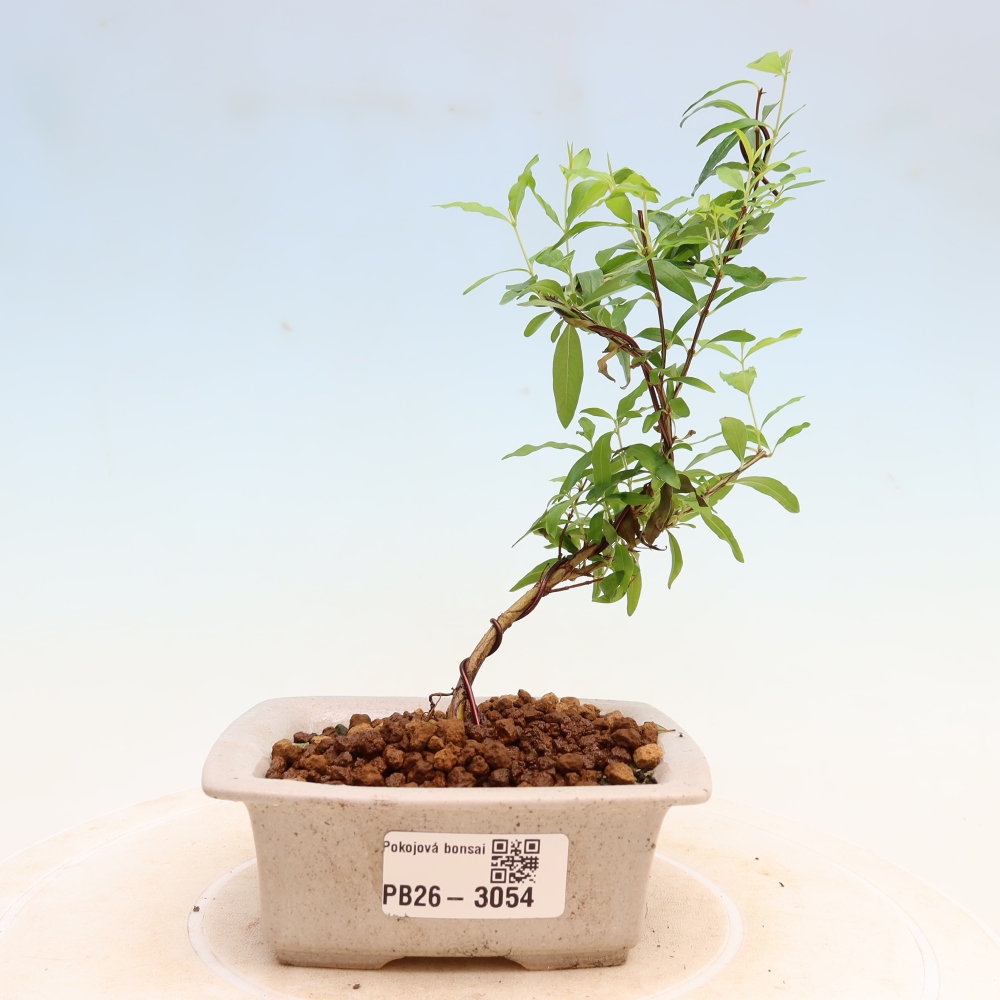 Room bonsai-PUNICA granatum nana-Granate apple