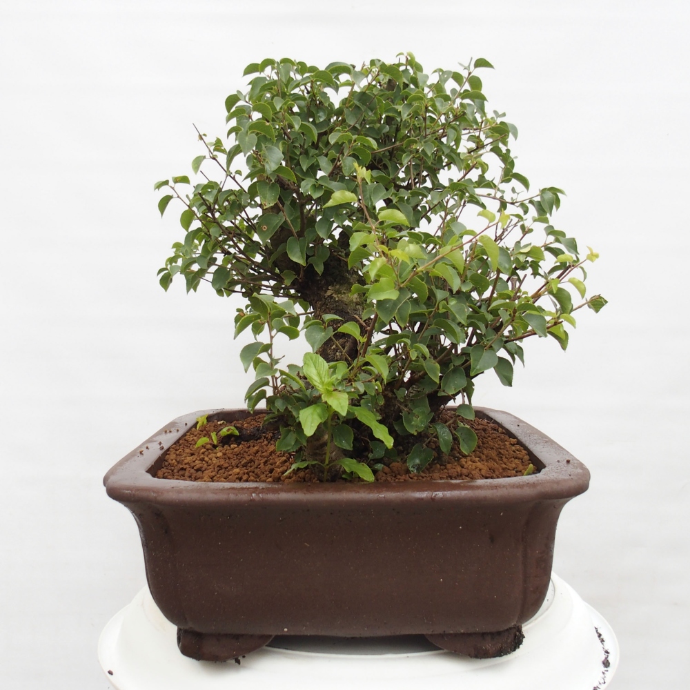 Outdoor bonsai - Mahalebka - Prunus mahaleb