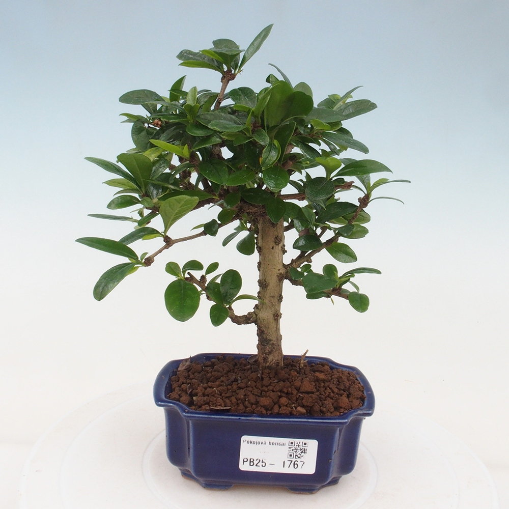 Indoor bonsai - Carmona macrophylla - Fuki tea