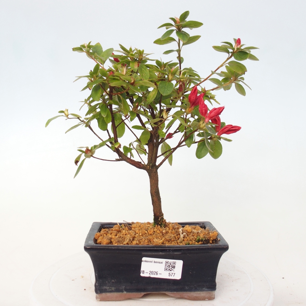 Outdoor bonsai - Japanese azalea - Azalea sp.