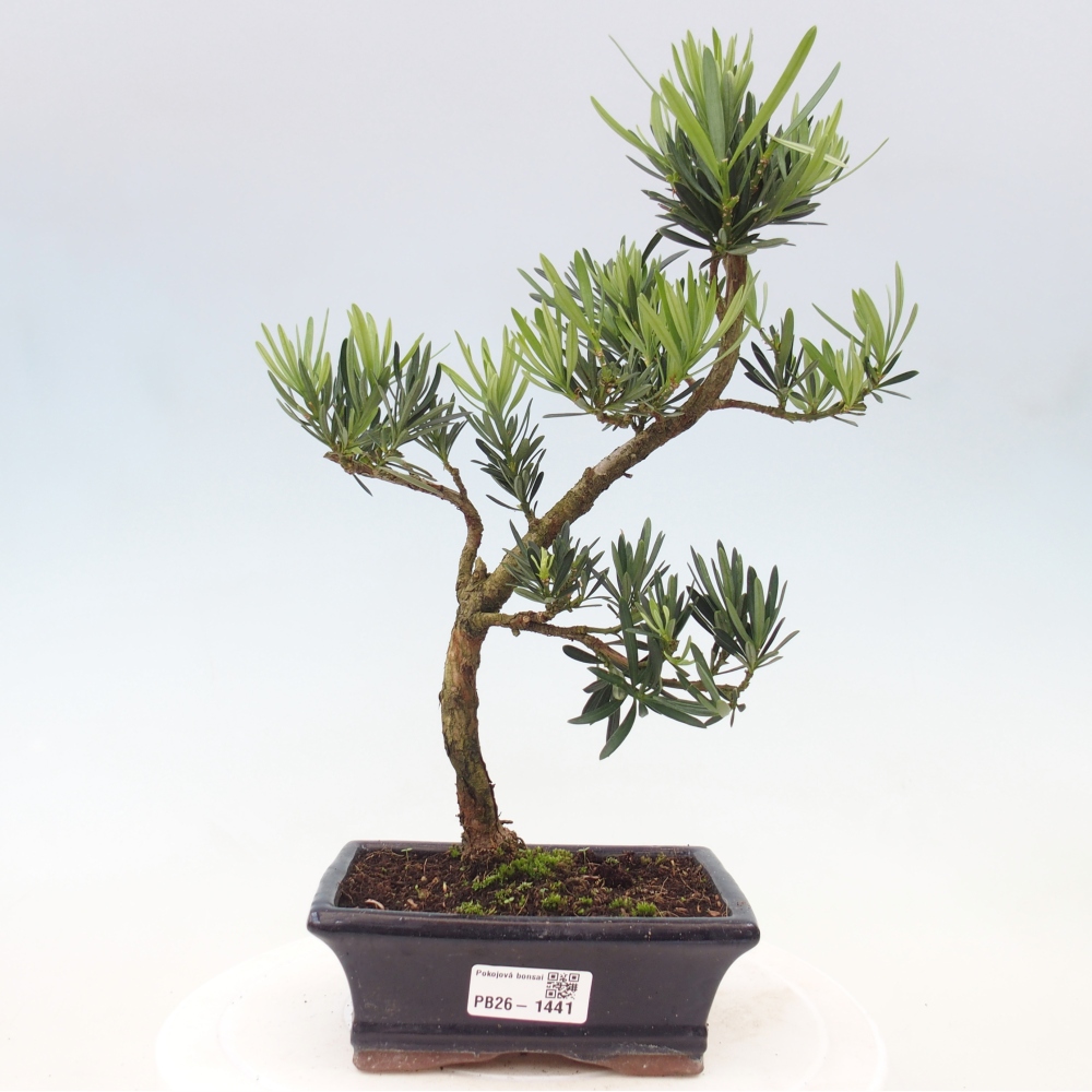 Room bonsai - Podocarpus - Stone Yew