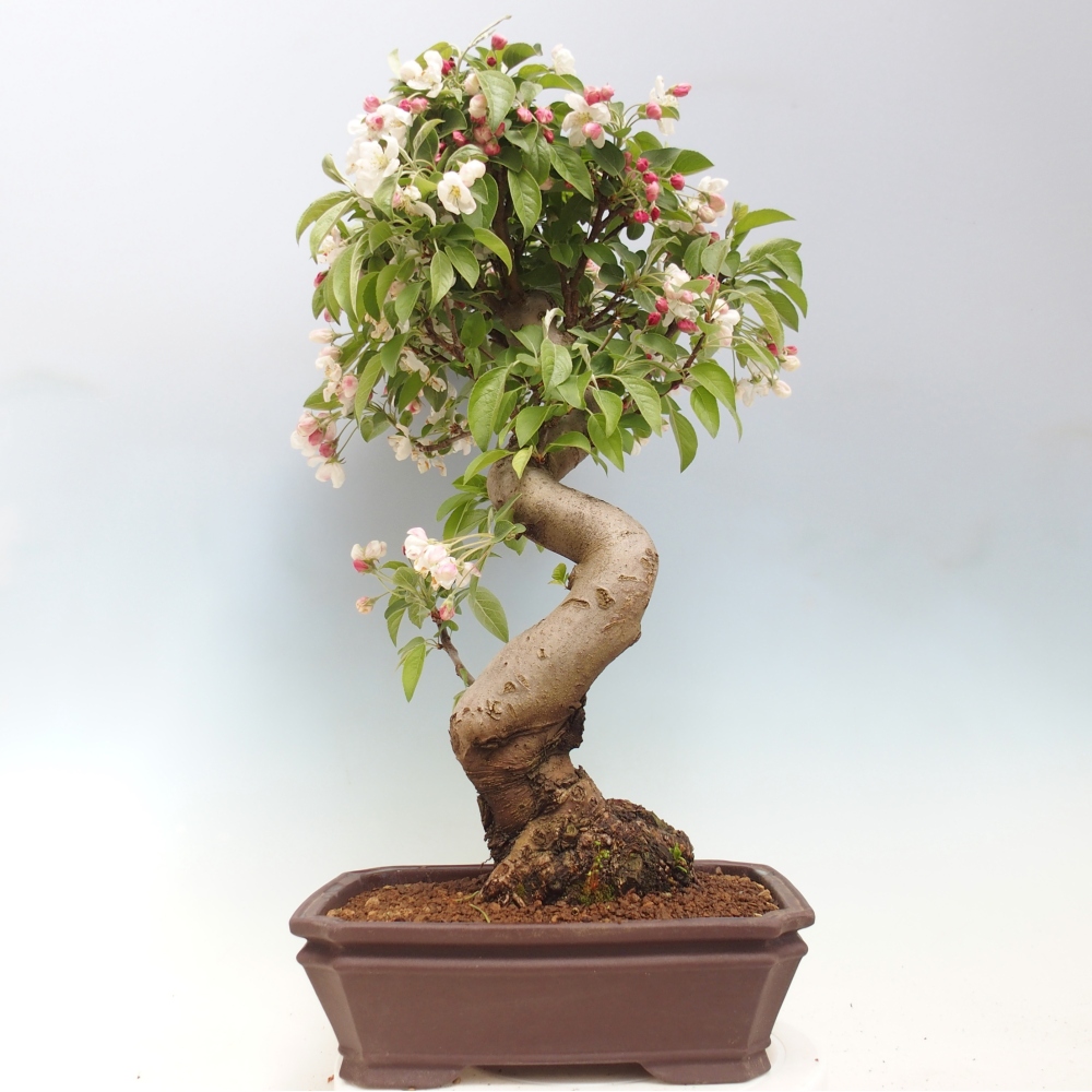 Outdoor bonsai -Malus halliana - Small-fruited apple tree