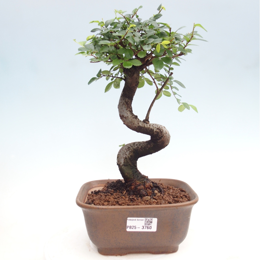 Room bonsai - Ulmus parvifolia - Small-leaved elm