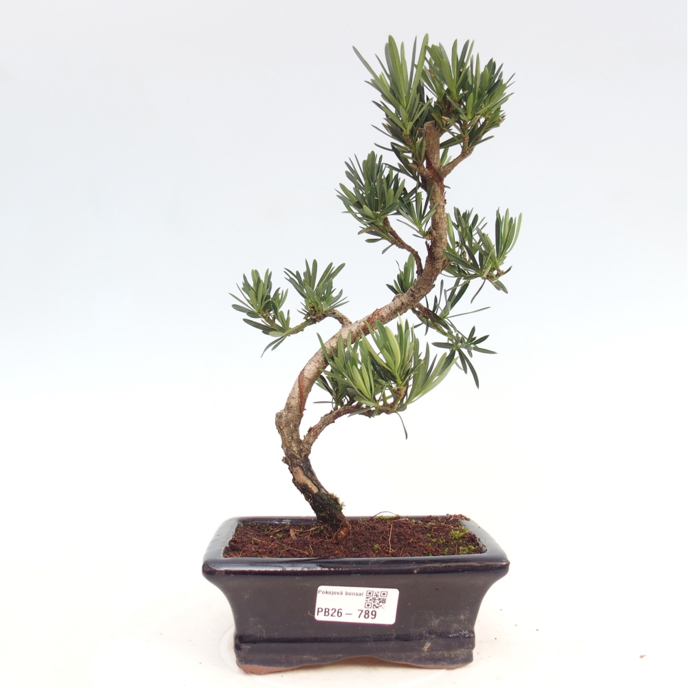 Room bonsai - Podocarpus - Stone Yew