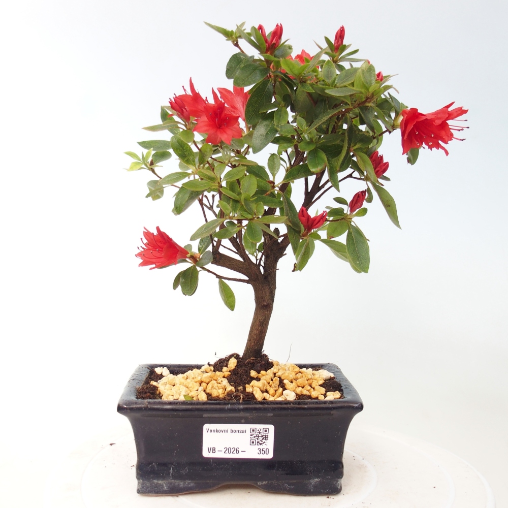 Outdoor bonsai - Japanese azalea - Azalea sp.